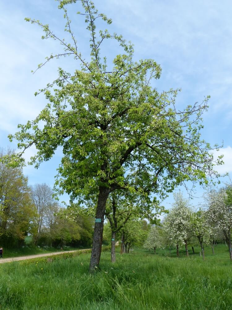 userfiles/produit/5759/arbre_var_319_petit roux.jpg